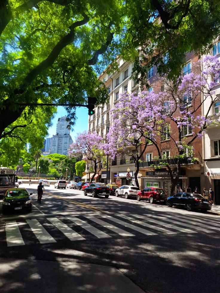 Tree-lined avenue with jacaranda flowers