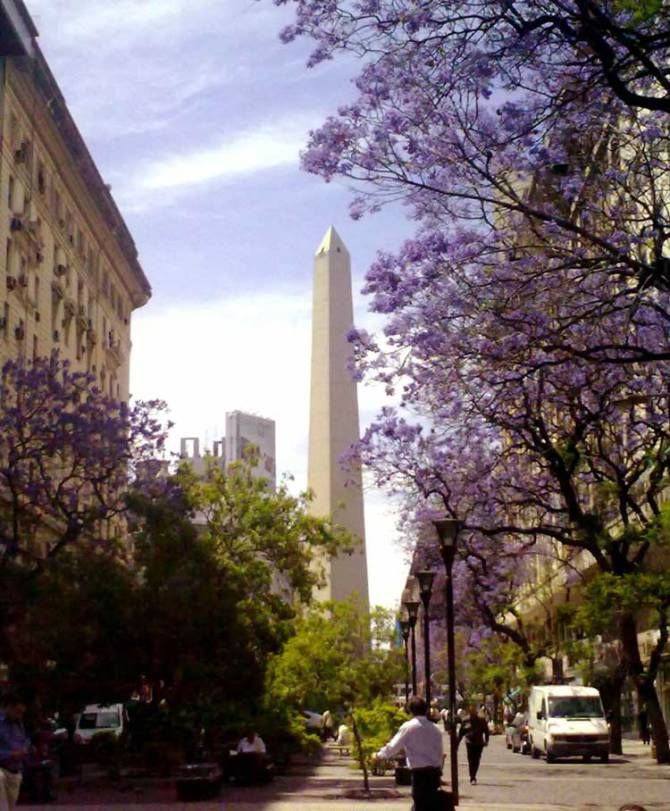 Obelisk with purple jacaranda trees in bloom
