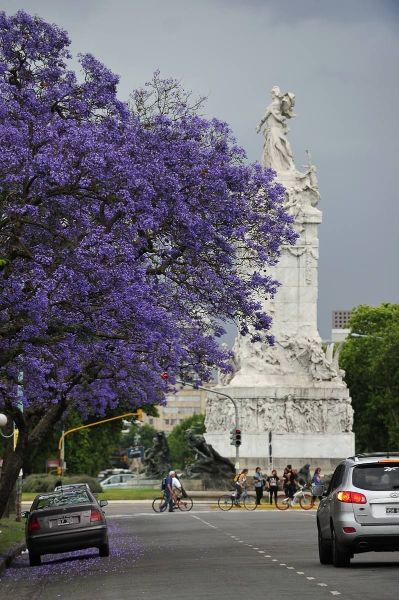 Purple jacaranda trees with monument
